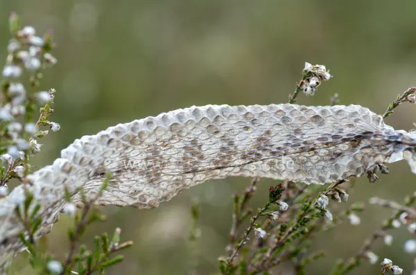 Fokus-Natur Bild