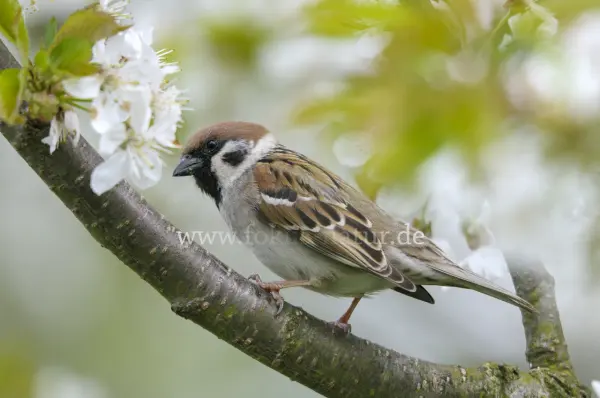 Fokus-Natur Bild