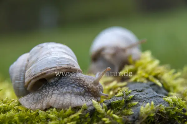 Fokus-Natur Bild