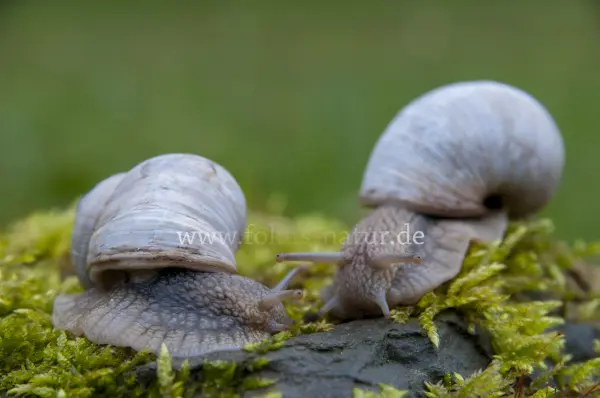 Fokus-Natur Bild