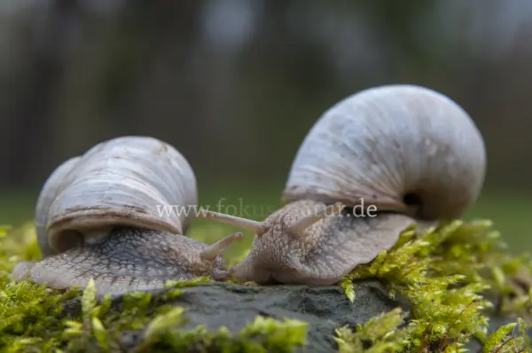 Fokus-Natur Bild