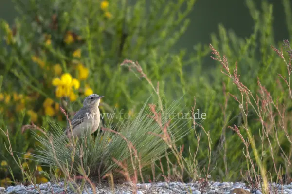 Fokus-Natur Bild