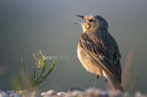 Fokus-Natur Bild
