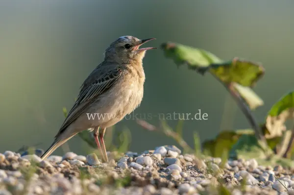 Fokus-Natur Bild