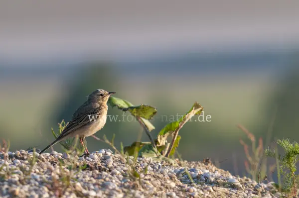Fokus-Natur Bild