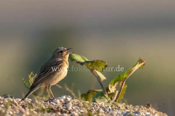 Fokus-Natur Bild