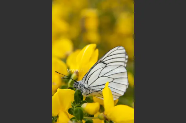 Fokus-Natur Bild