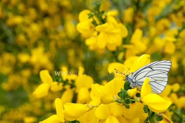 Fokus-Natur Bild