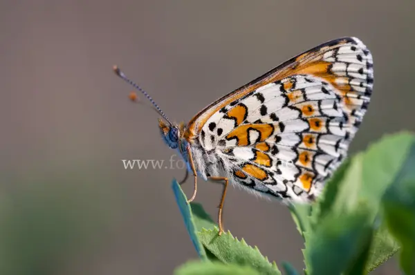 Fokus-Natur Bild