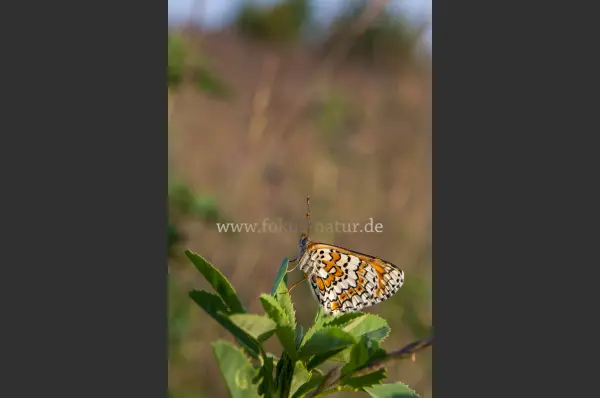 Fokus-Natur Bild