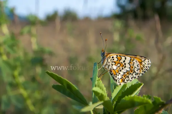 Fokus-Natur Bild