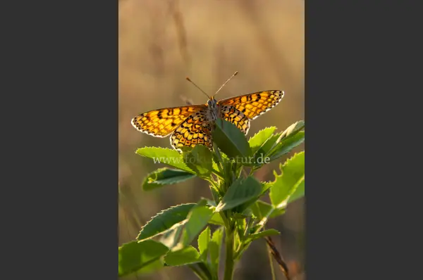 Fokus-Natur Bild