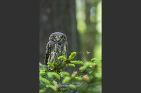 Fokus-Natur Bild