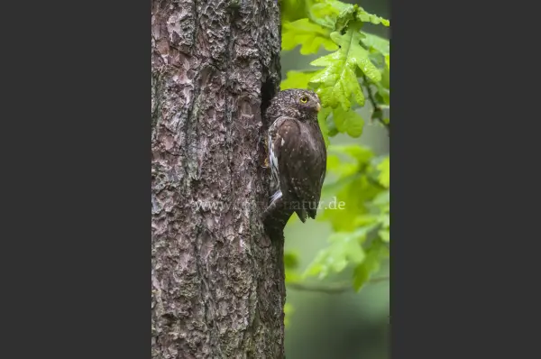 Fokus-Natur Bild