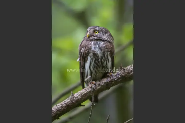 Fokus-Natur Bild