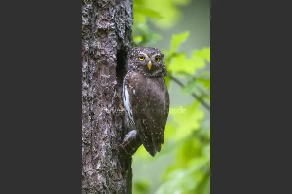 Fokus-Natur Bild