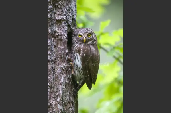 Fokus-Natur Bild