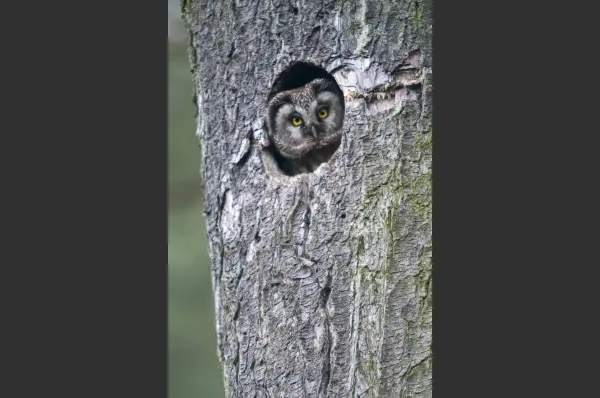Fokus-Natur Bild