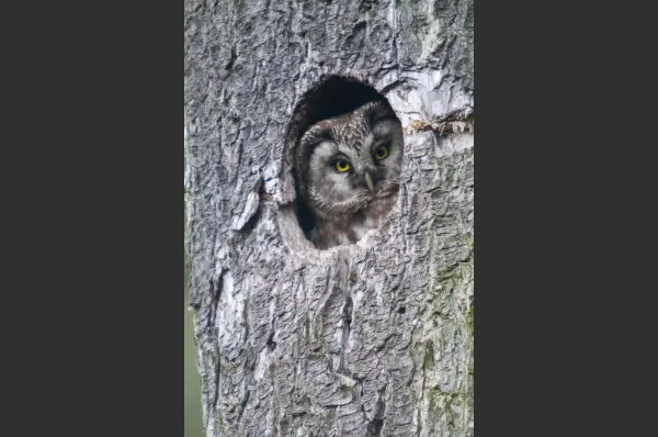 Fokus-Natur Bild