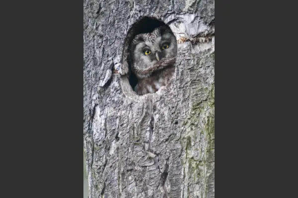 Fokus-Natur Bild