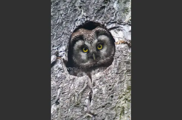 Fokus-Natur Bild