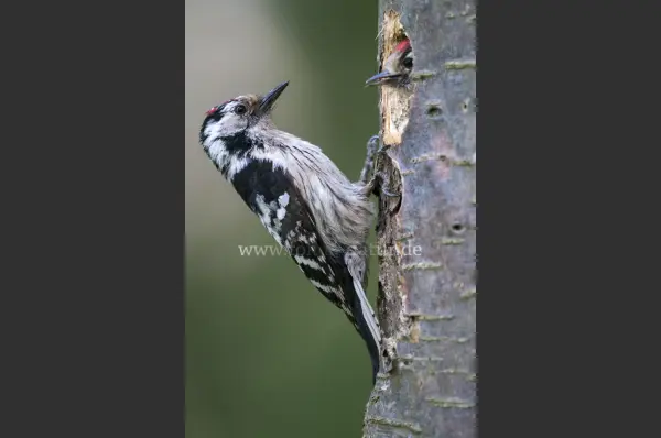 Fokus-Natur Bild