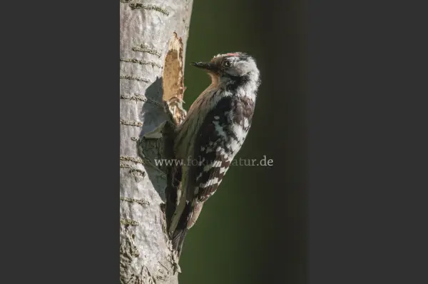 Fokus-Natur Bild