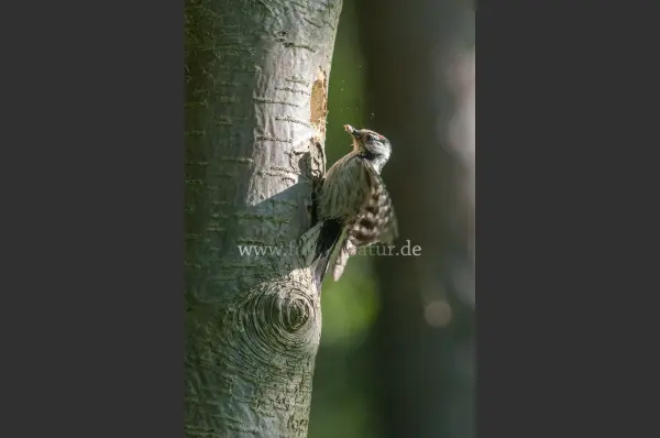 Fokus-Natur Bild
