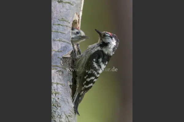 Fokus-Natur Bild