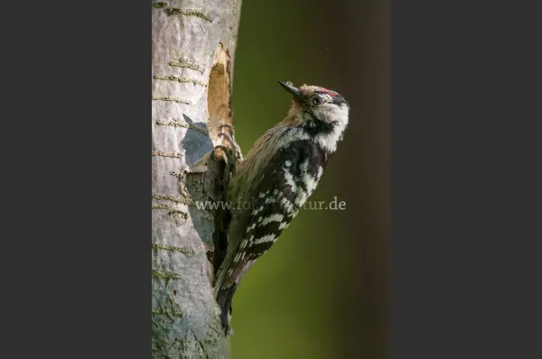 Fokus-Natur Bild