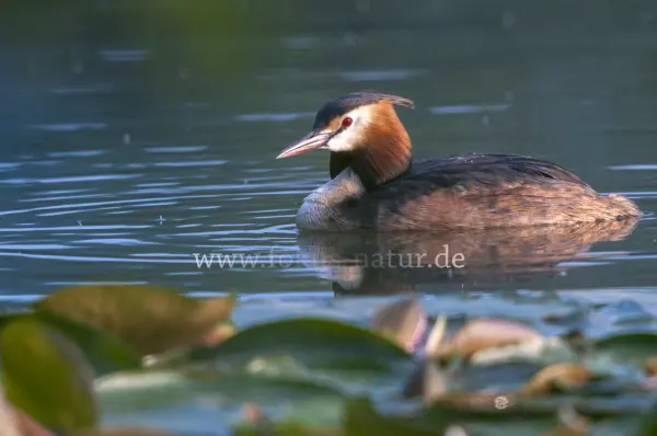 Fokus-Natur Bild
