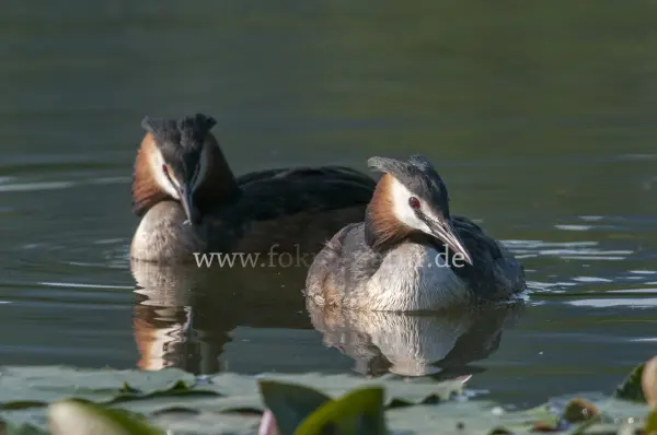 Fokus-Natur Bild