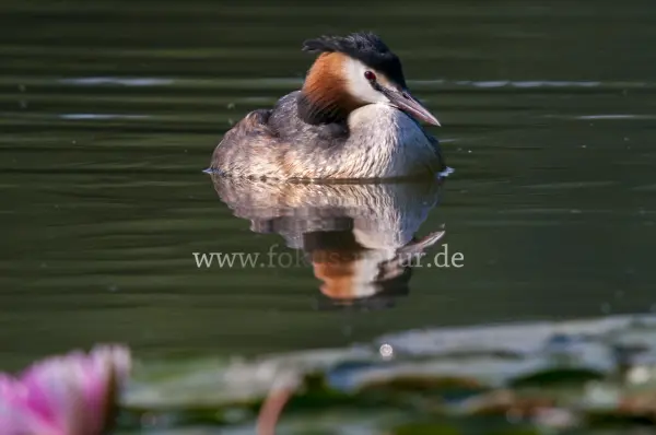Fokus-Natur Bild