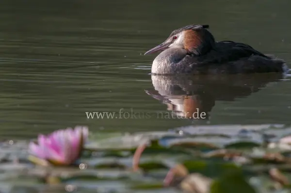 Fokus-Natur Bild