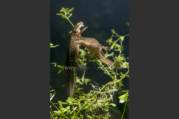 Fokus-Natur Bild