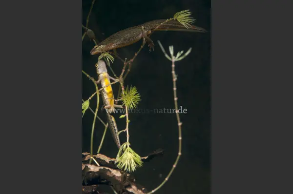 Fokus-Natur Bild