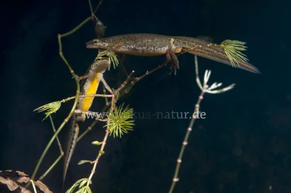 Fokus-Natur Bild