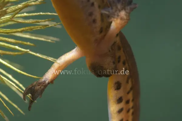Fokus-Natur Bild