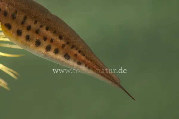Fokus-Natur Bild