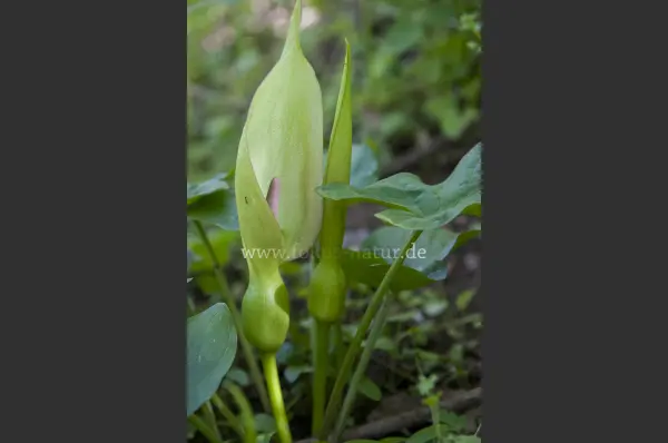 Fokus-Natur Bild