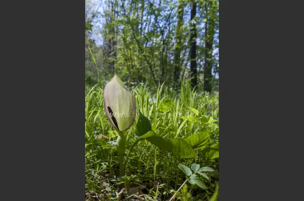 Fokus-Natur Bild