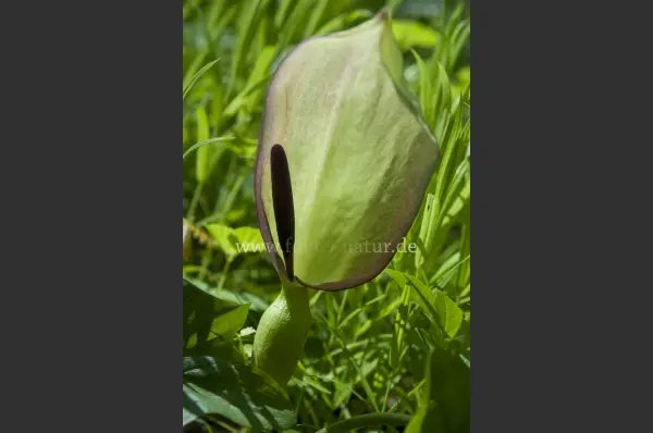 Fokus-Natur Bild