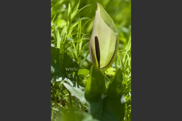 Fokus-Natur Bild