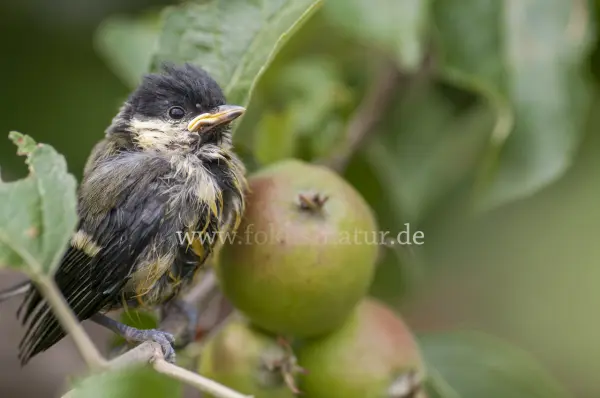 Fokus-Natur Bild