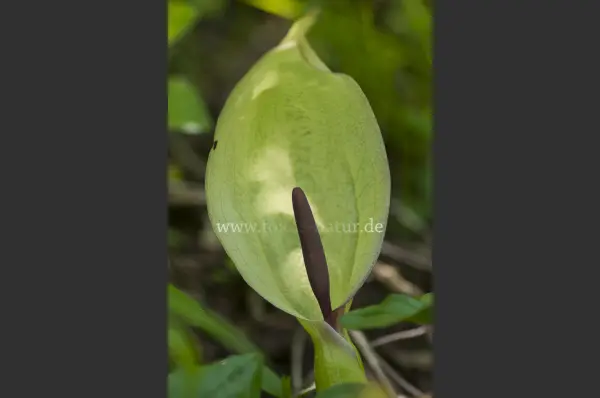 Fokus-Natur Bild