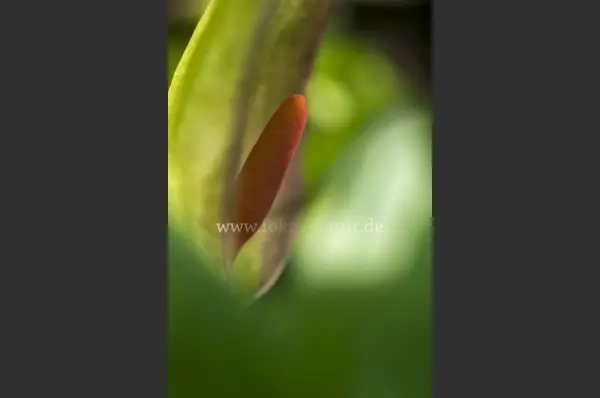 Fokus-Natur Bild