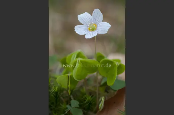 Fokus-Natur Bild