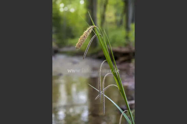 Fokus-Natur Bild