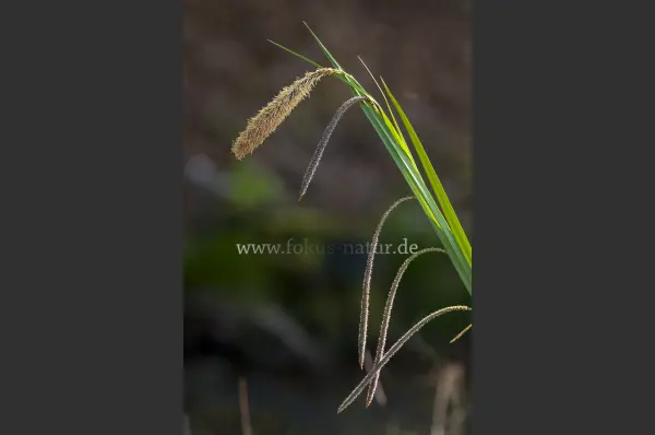 Fokus-Natur Bild