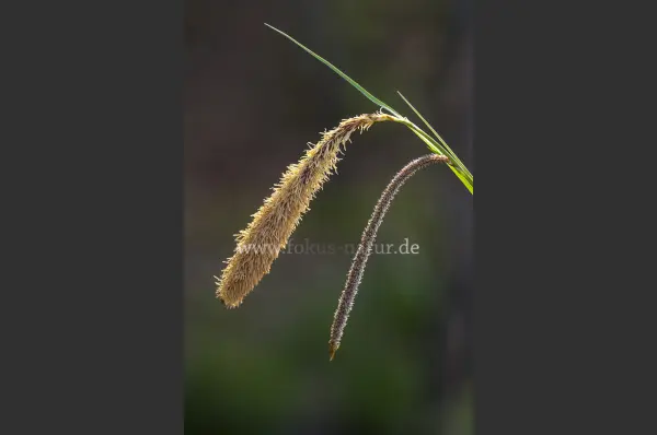 Fokus-Natur Bild